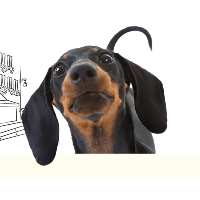 Boutinot Long Little Dog Rouge